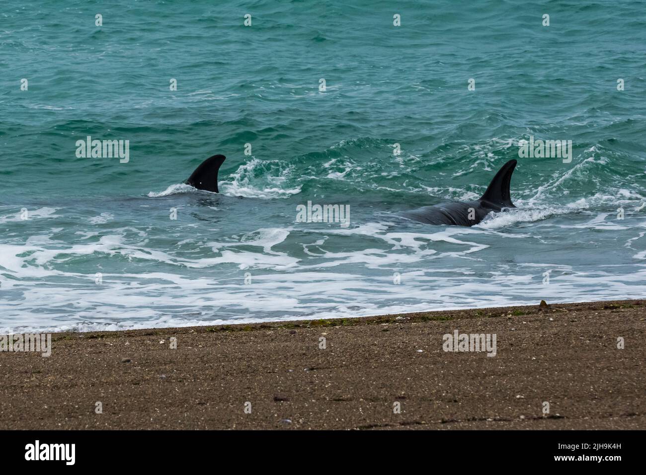 Southern Right whale Stock Photo
