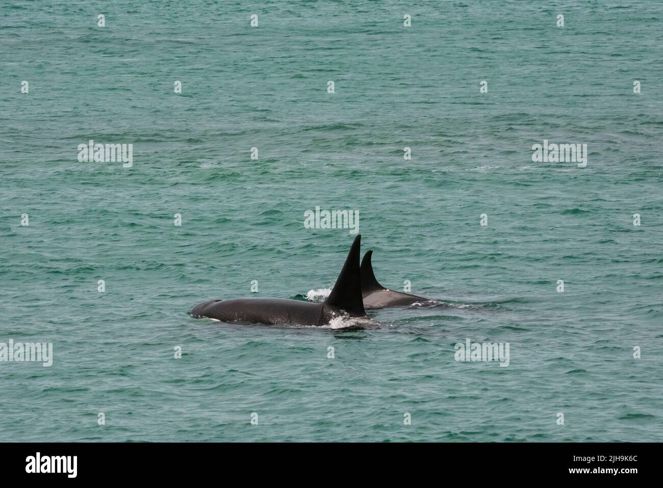 Killer whale hunting sea lions, Peninsula Valdes, Unesco World Heritage