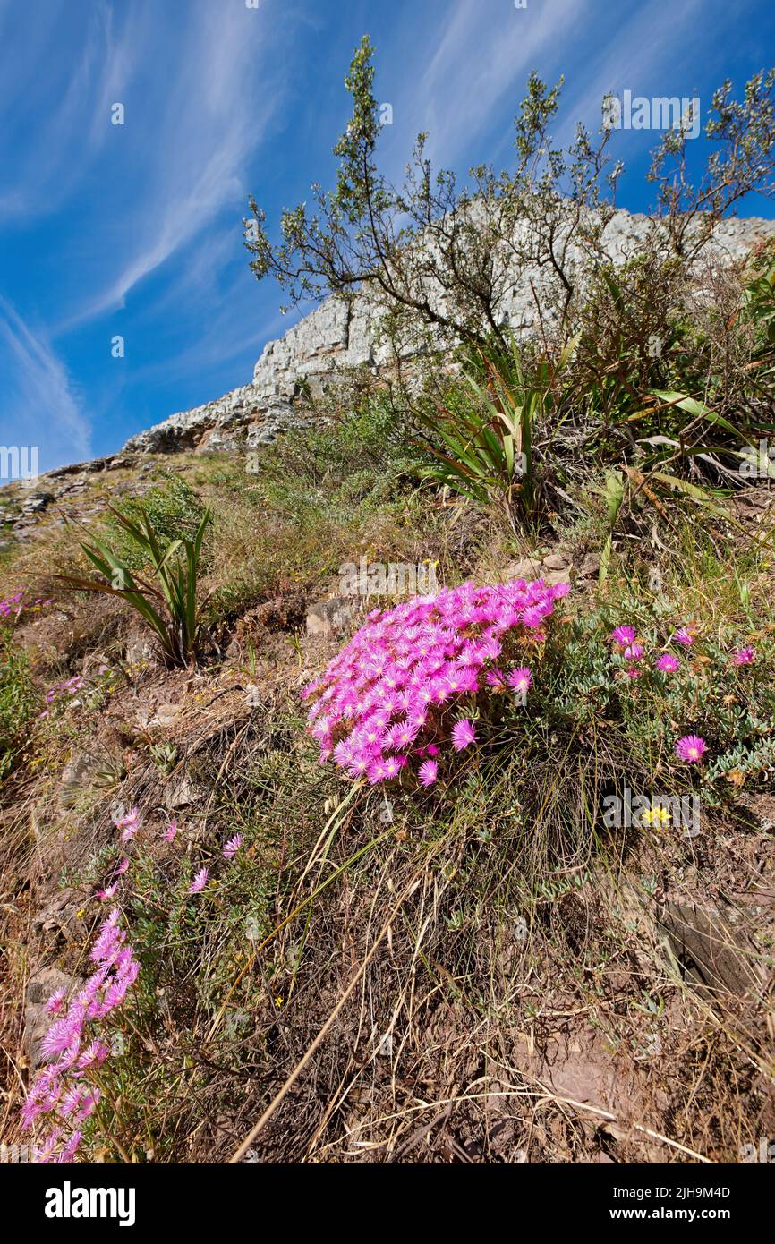 Pink mesembryanthem fynbos flowers growing on Table Mountain, Cape Town, South Africa. Green bushes and dry shrubs with flora and plants in peaceful Stock Photo