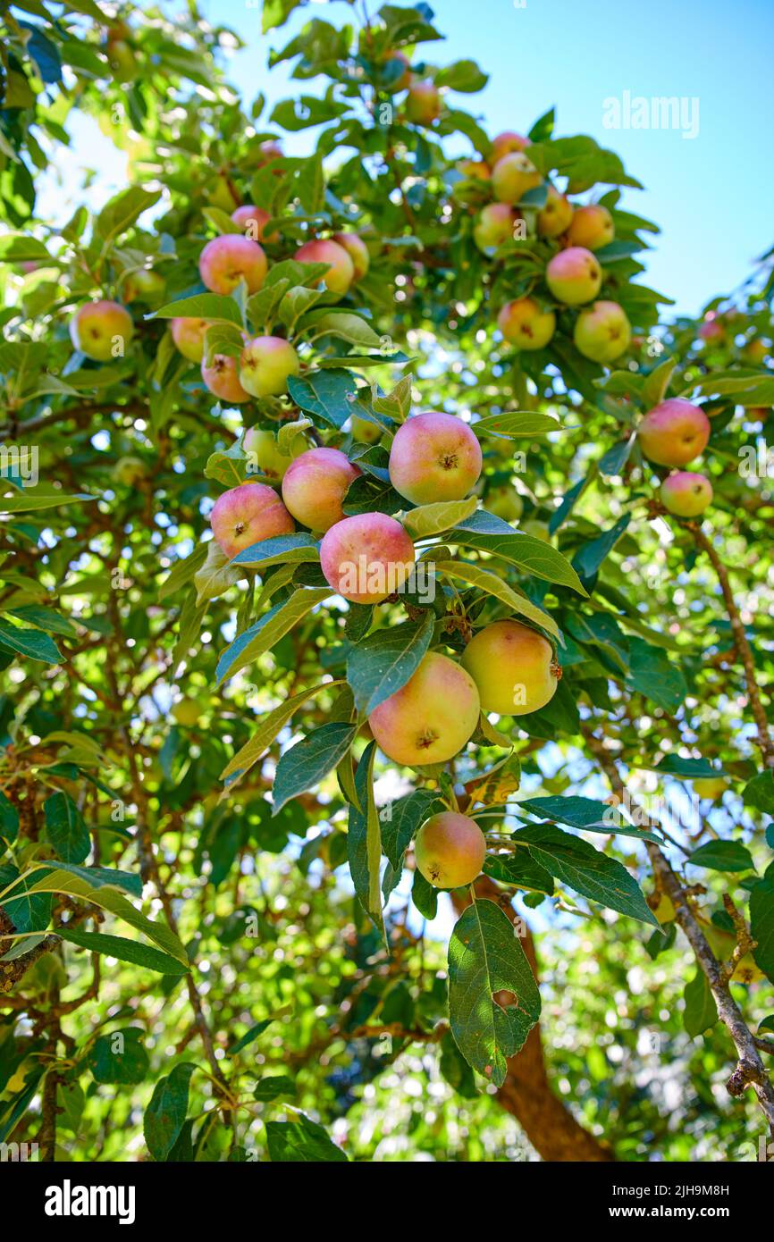 https://c8.alamy.com/comp/2JH9M8H/apples-growing-on-a-tree-and-ready-to-be-harvested-on-a-countryside-farm-delicious-ripe-fruit-is-sold-as-healthy-fresh-and-organic-produce-to-2JH9M8H.jpg