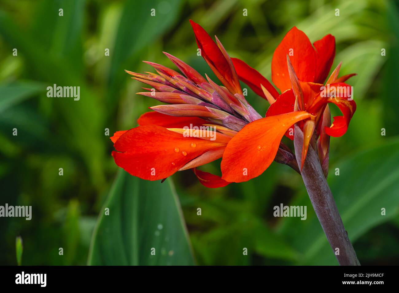 Canna indicates. Beautiful ornamental plant with red flowers. Used in gardening. Stock Photo