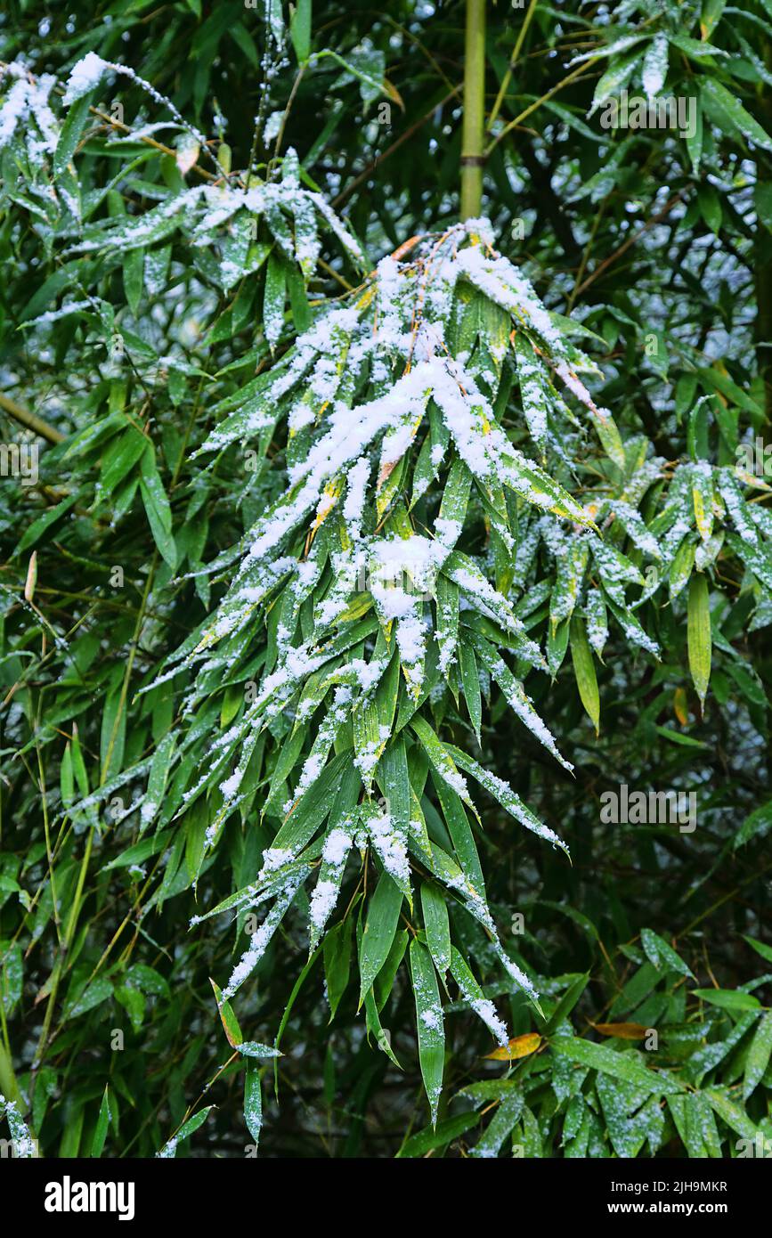 Snow on autumn foliage. Bamboo in winter. Subtropical forest Stock Photo