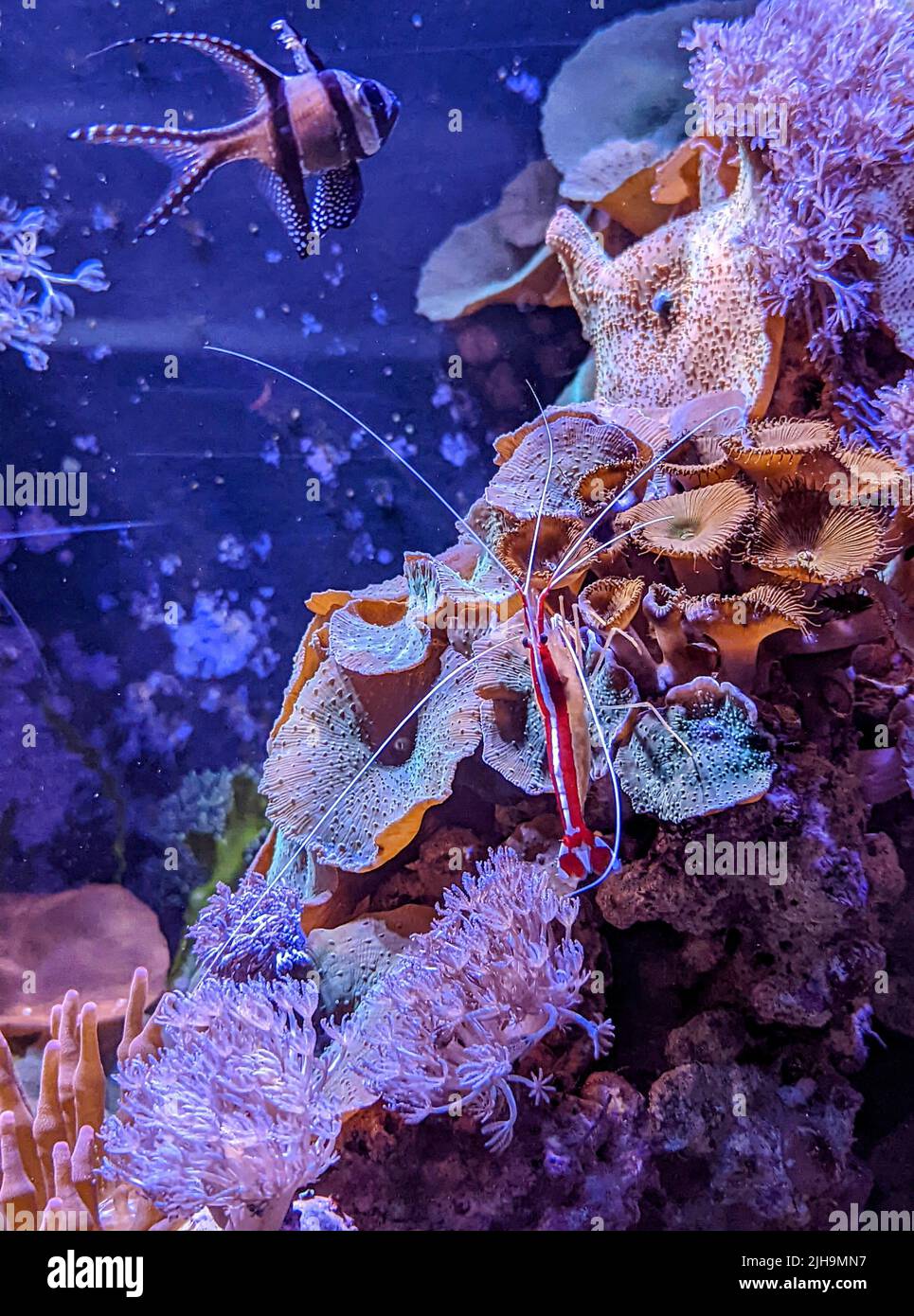 Vertical Reef Fish Reef And Shore Fishes Of The South Pacific: New