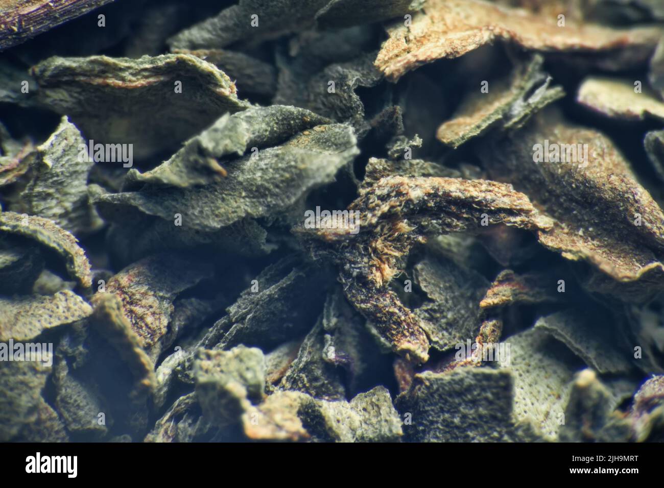 Herb repertory (dry vulnerary plants), officinal mixture for herbal tea. Orthosiphonis staminei folia (extreme close up). Means of folk medicine, phar Stock Photo