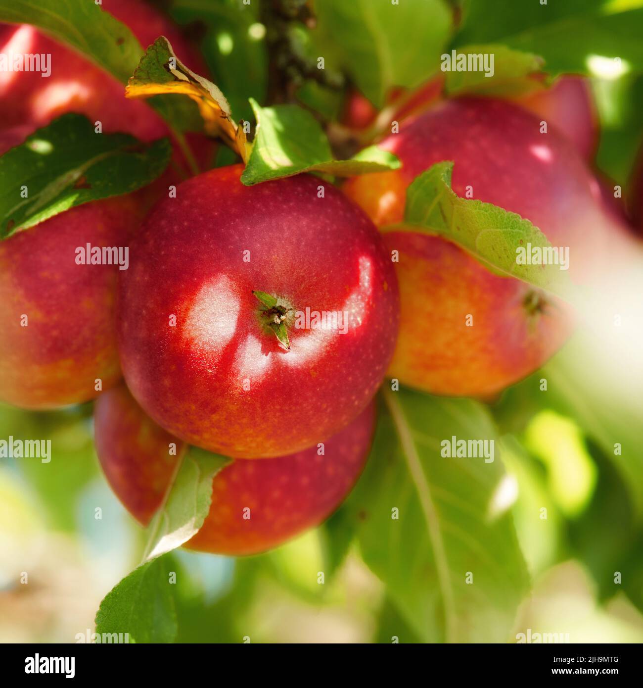 Closeup of red apples ripening on a tree with vibrant leaves in a ...