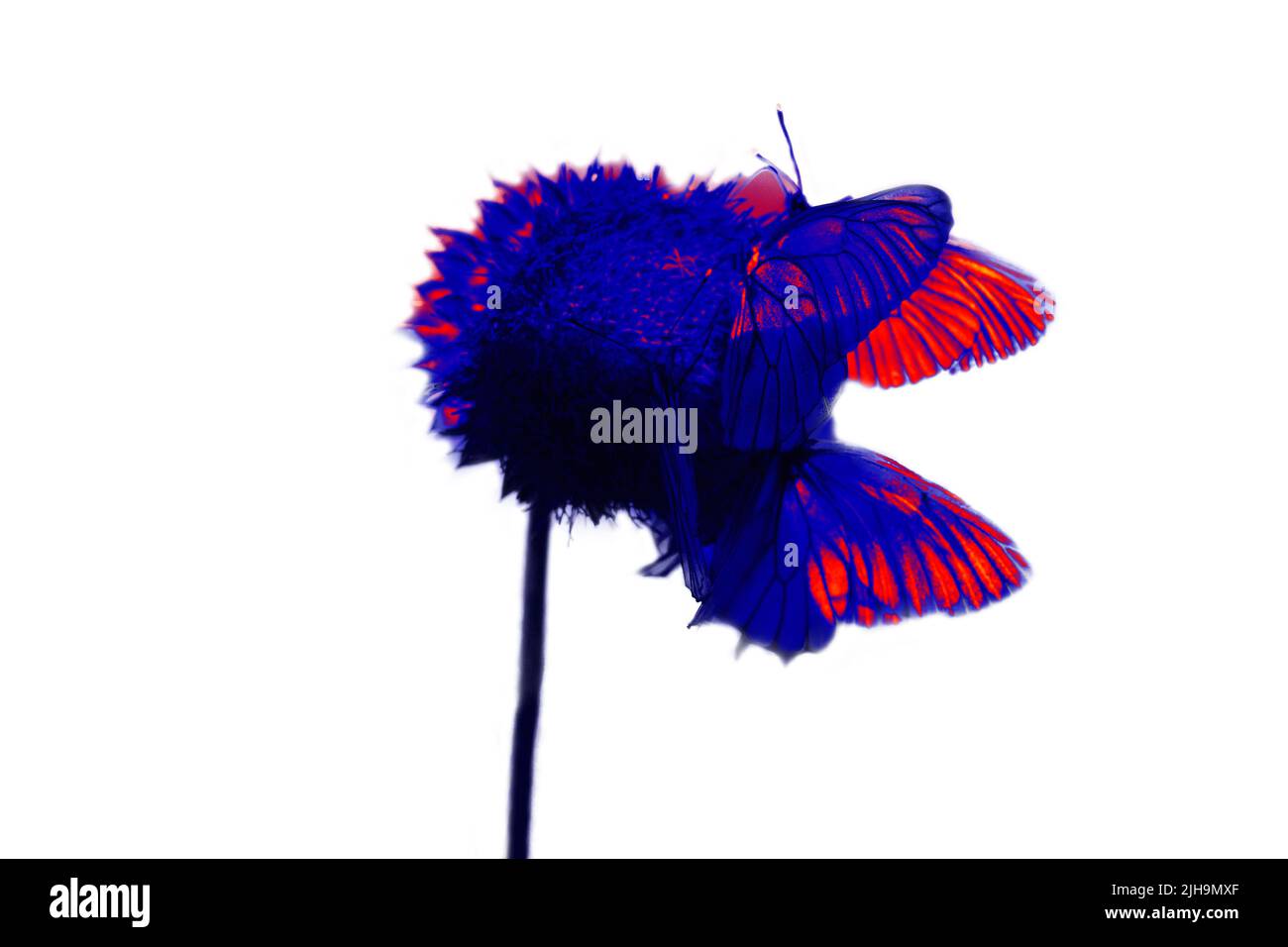 White butterflies on a spherical flower. Thermal Impressionism. Stock Photo