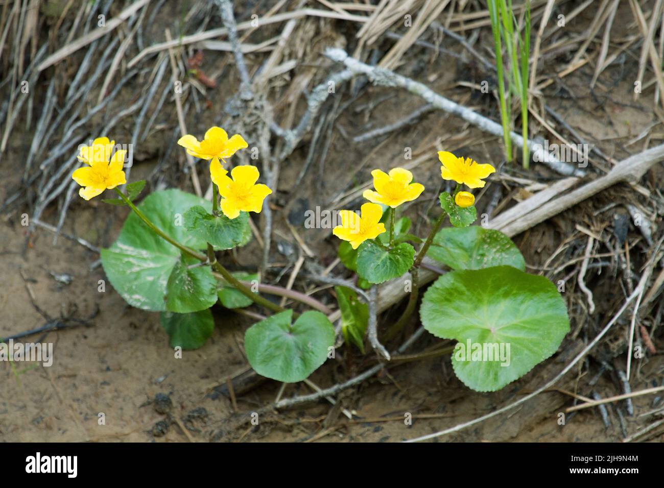 A flower kingcup (Caltha palustris) on dry stream Stock Photo