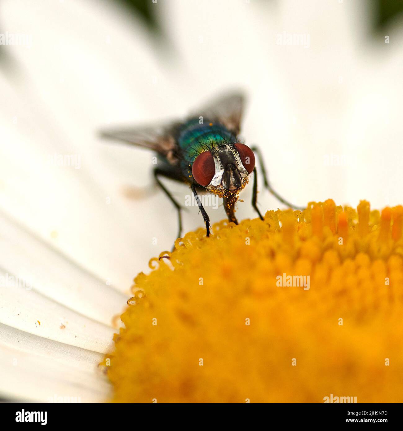 Common green bottle fly pollinating a white daisy flower. Closeup of one blowfly feeding off nectar from a yellow pistil center on a plant. Macro of a Stock Photo