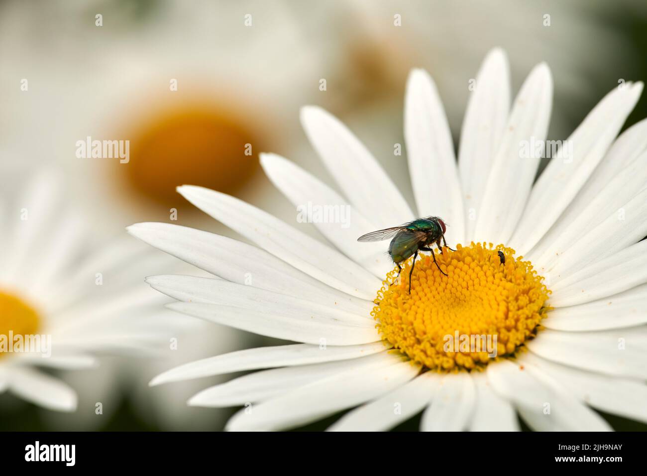 Closeup view of a daisy in a backyard garden in summer. Daisies