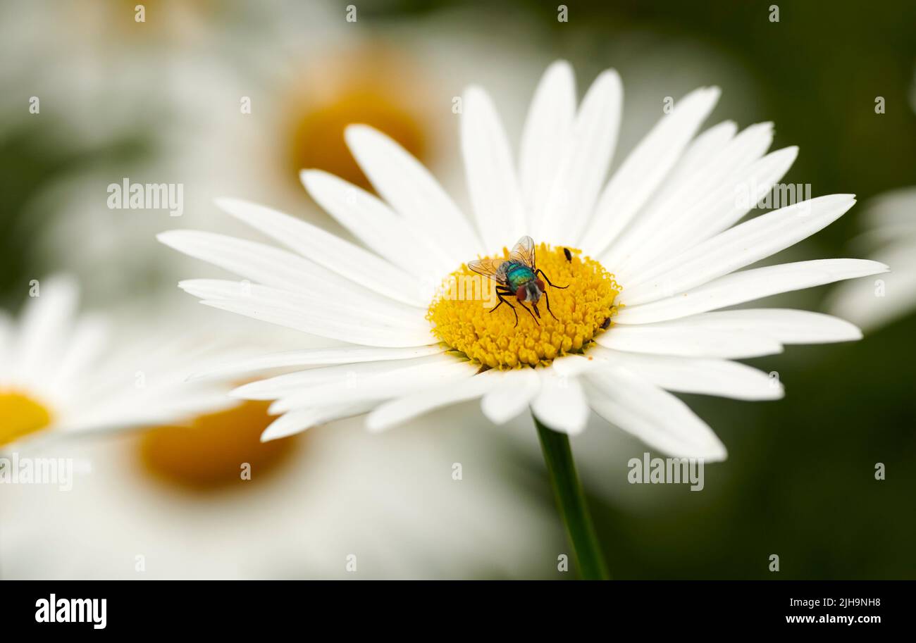Common green bottle fly pollinating a white daisy flower. Closeup of one blowfly feeding off nectar from a yellow pistil center on a plant. Macro of a Stock Photo