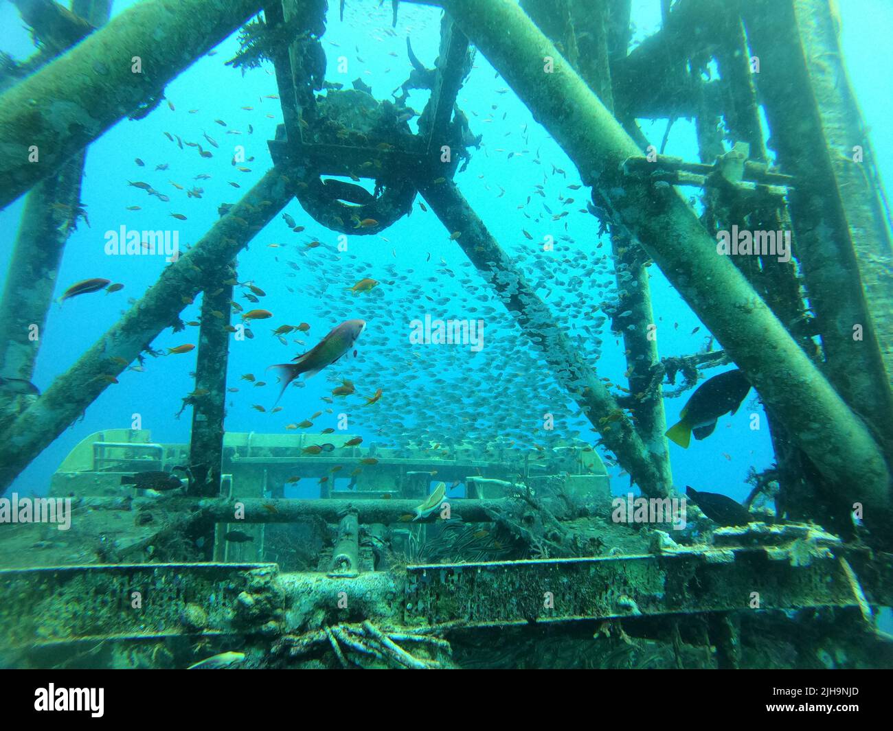 Fish swimming in the Red Sea, colorful fish, Eilat Israel Stock Photo