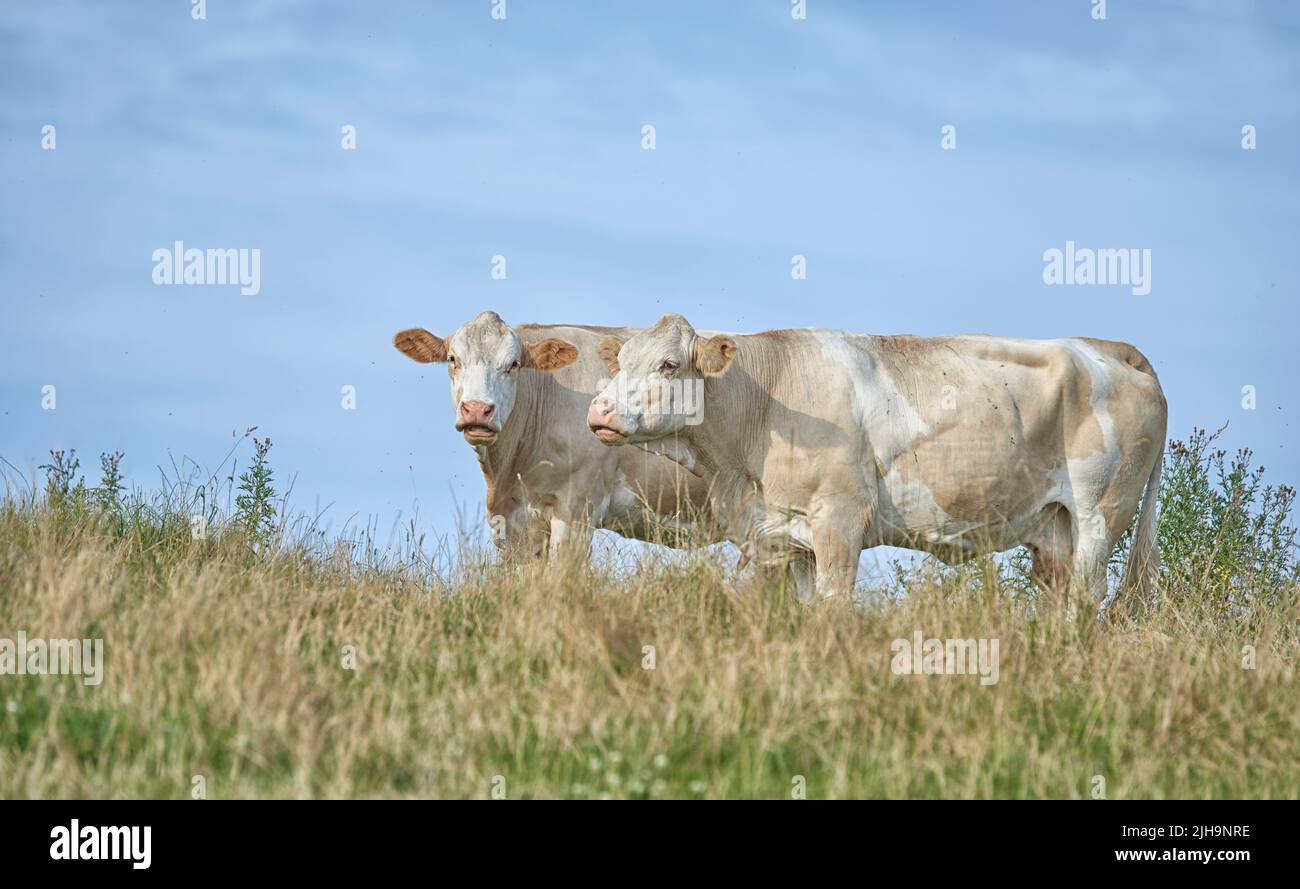 Grass fed Jersey cows on farm pasture, grazing and raised for dairy, meat or beef industry. Full length of two hairy cattle animals standing together Stock Photo