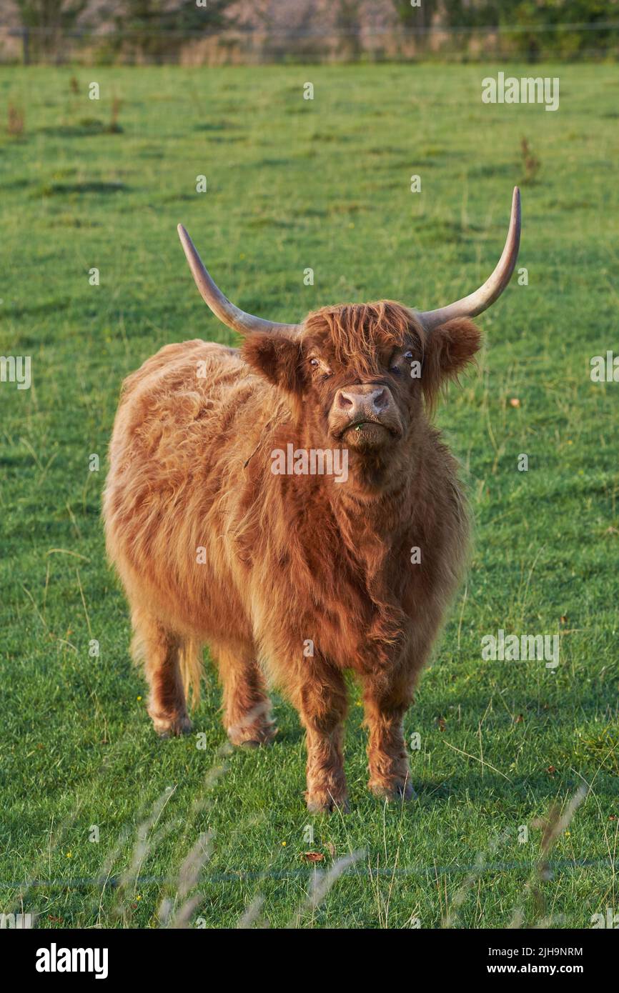 Highland cow startled while eating in the daytime. Longhorn cattle looks up while grazing in a large open meadow. Brown furry bull with large horns Stock Photo