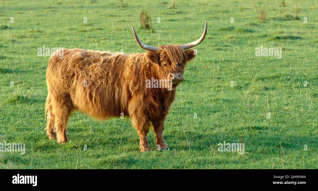Grass fed Highland cow on farm pasture, grazing and raised for dairy, meat or beef industry. Full length of hairy cattle animal standing alone on Stock Photo