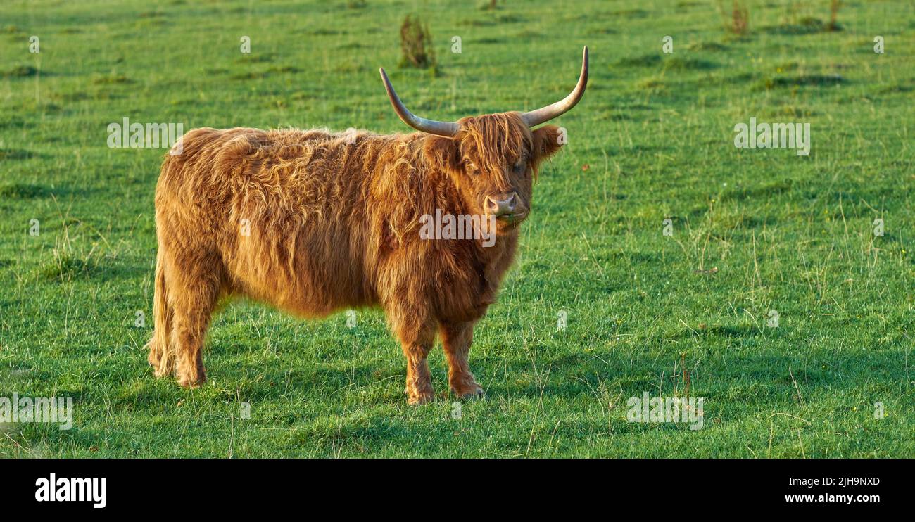 Raising Scottish breed of cattle and livestock on a farm for beef industry. Landscape with animal in nature. Brown hairy highland cow with horns on a Stock Photo