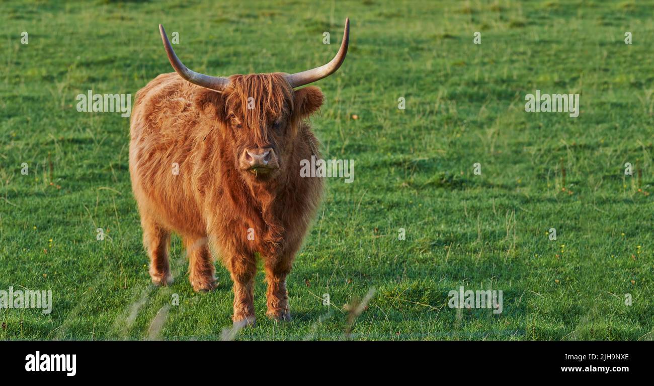 Angry and dangerous bull with huge horns standing in field. Startled cow staring ahead about to charge on an open meadow. Portrait of long haired bull Stock Photo