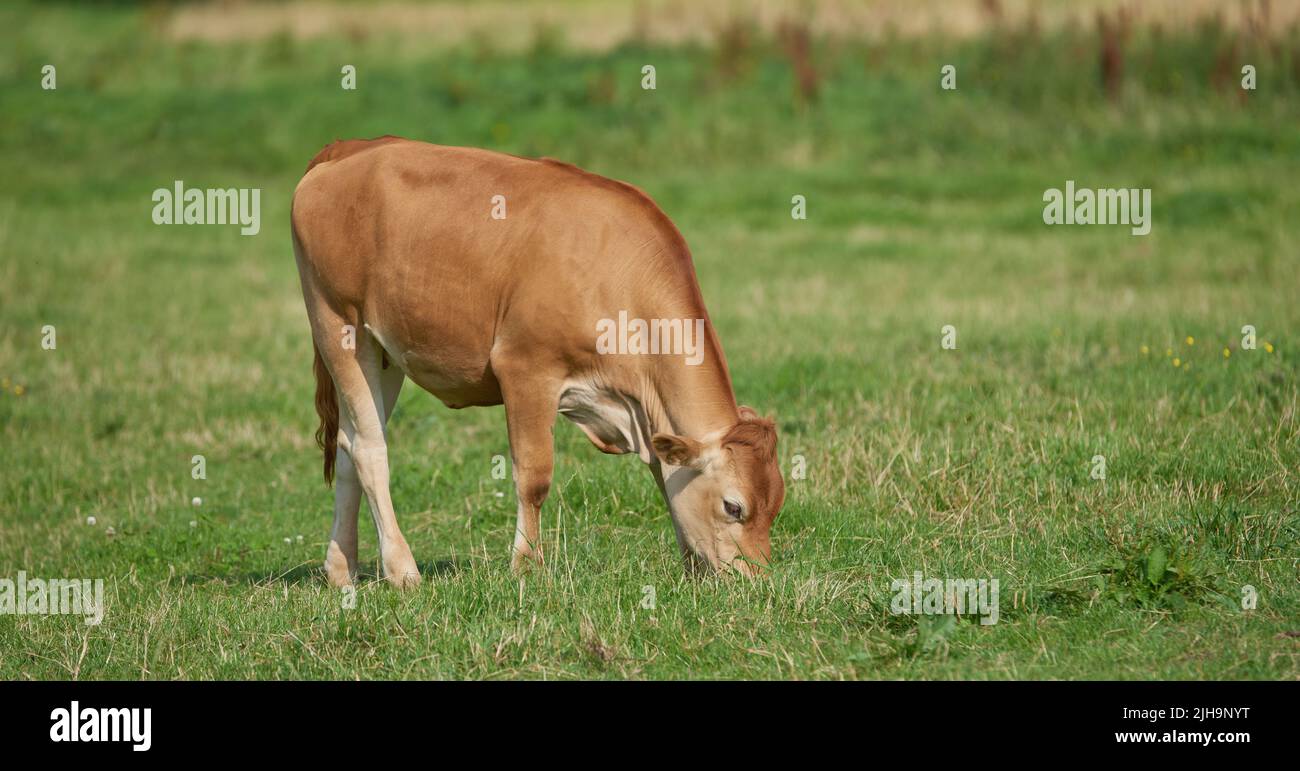 Brown calf eating and grazing on green farmland in the countryside. Cow or livestock standing on an open, empty and secluded lush grassy field or Stock Photo