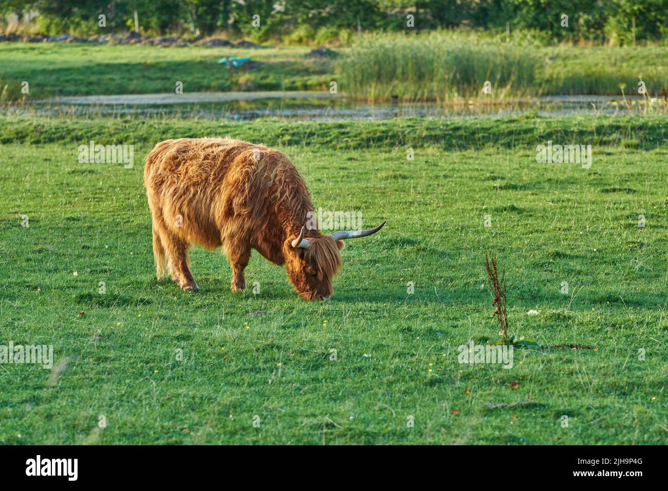 Grass fed Highland cow on farm pasture, grazing and raised for dairy, meat or beef industry. Full length of hairy cattle animal standing alone on Stock Photo