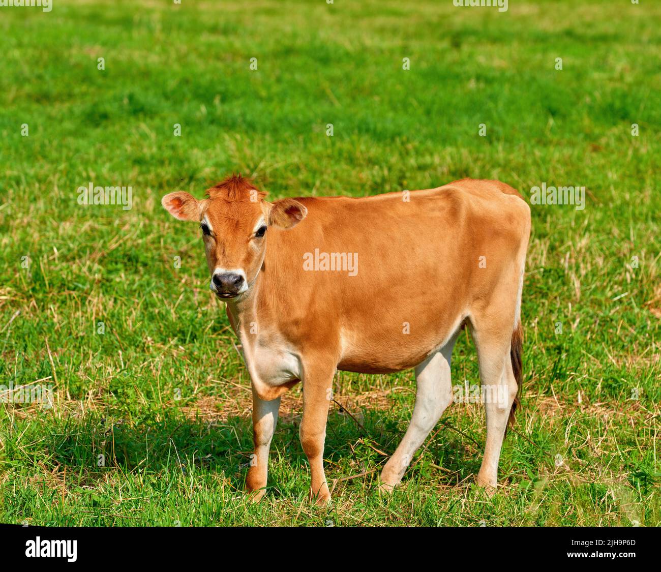 Portrait of a brown cow grazing on green farmland in the countryside. Cattle or livestock standing on an open, empty and secluded grassy field or Stock Photo