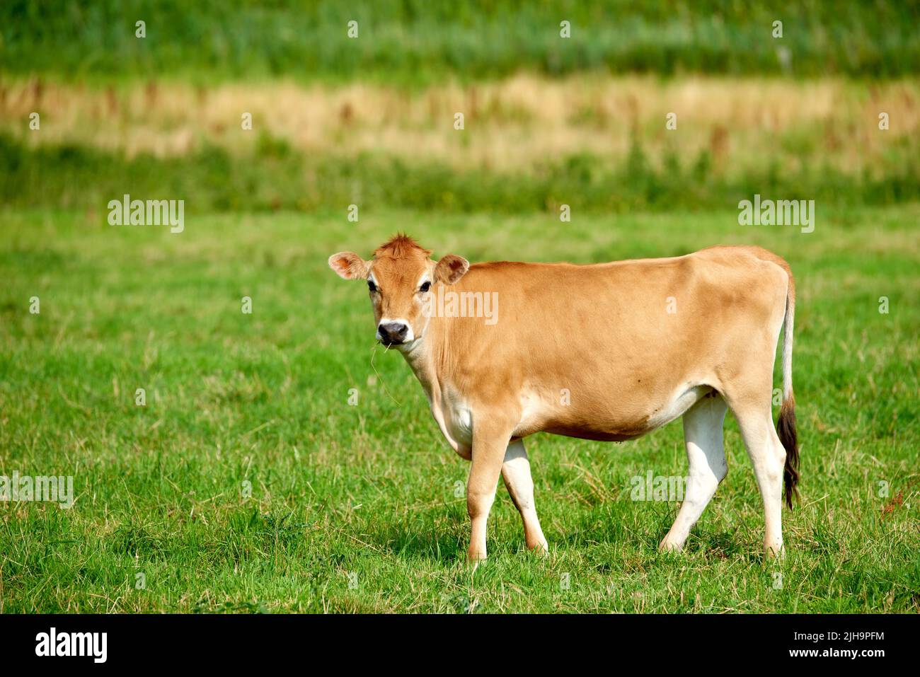 Cow on a farm for meat industry and the production of food for human consumption. Beef is a form of protein that helps maintain good health. Poultry Stock Photo