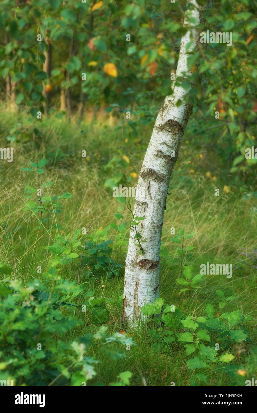 Environmental nature conservation and reserve of a birch tree forest in a remote, decidious woods. Landscape of hardwood trees plants growing in quiet Stock Photo