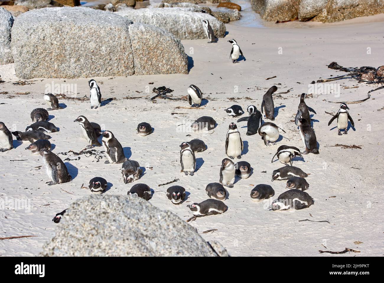 Group of penguins sunbathing near boulders. Flightless birds in their natural habitat. Colony of endangered black footed or Cape penguin species at Stock Photo