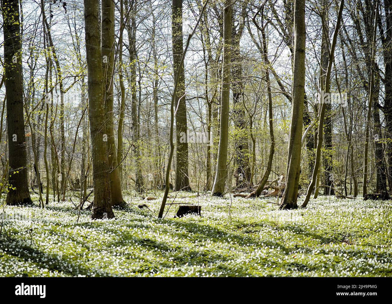 Hardwood trees hi-res stock photography and images - Alamy