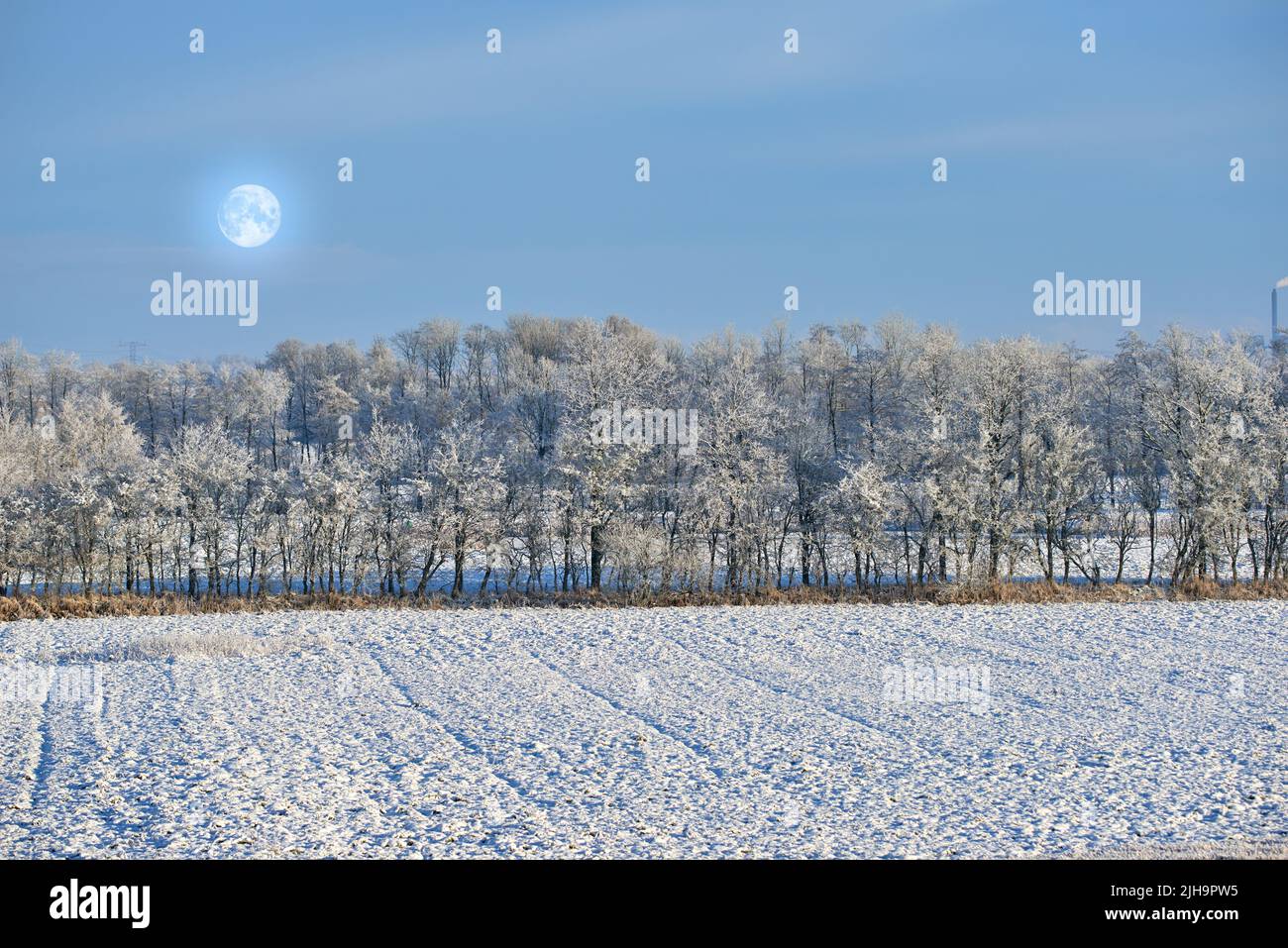 Tall trees on an open field during winter on a cold moonlit night. Large woods surrounded by snow covered land, grass and foliage. Landscape of nature Stock Photo