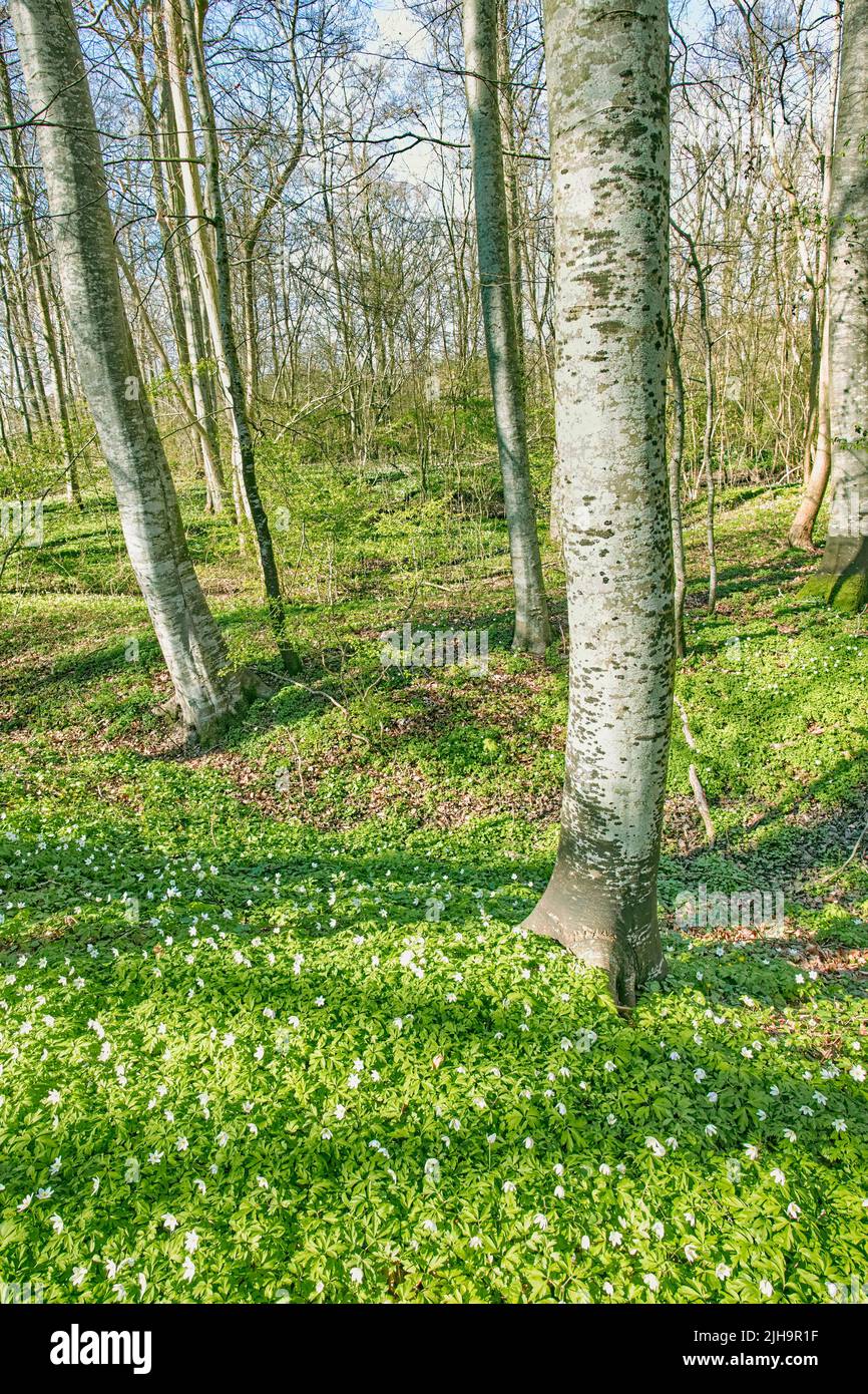 Forest flower field near tree trunks in springtime. Beautiful nature scenery of white wood anemone flowers growing in a green pasture land or meadow Stock Photo