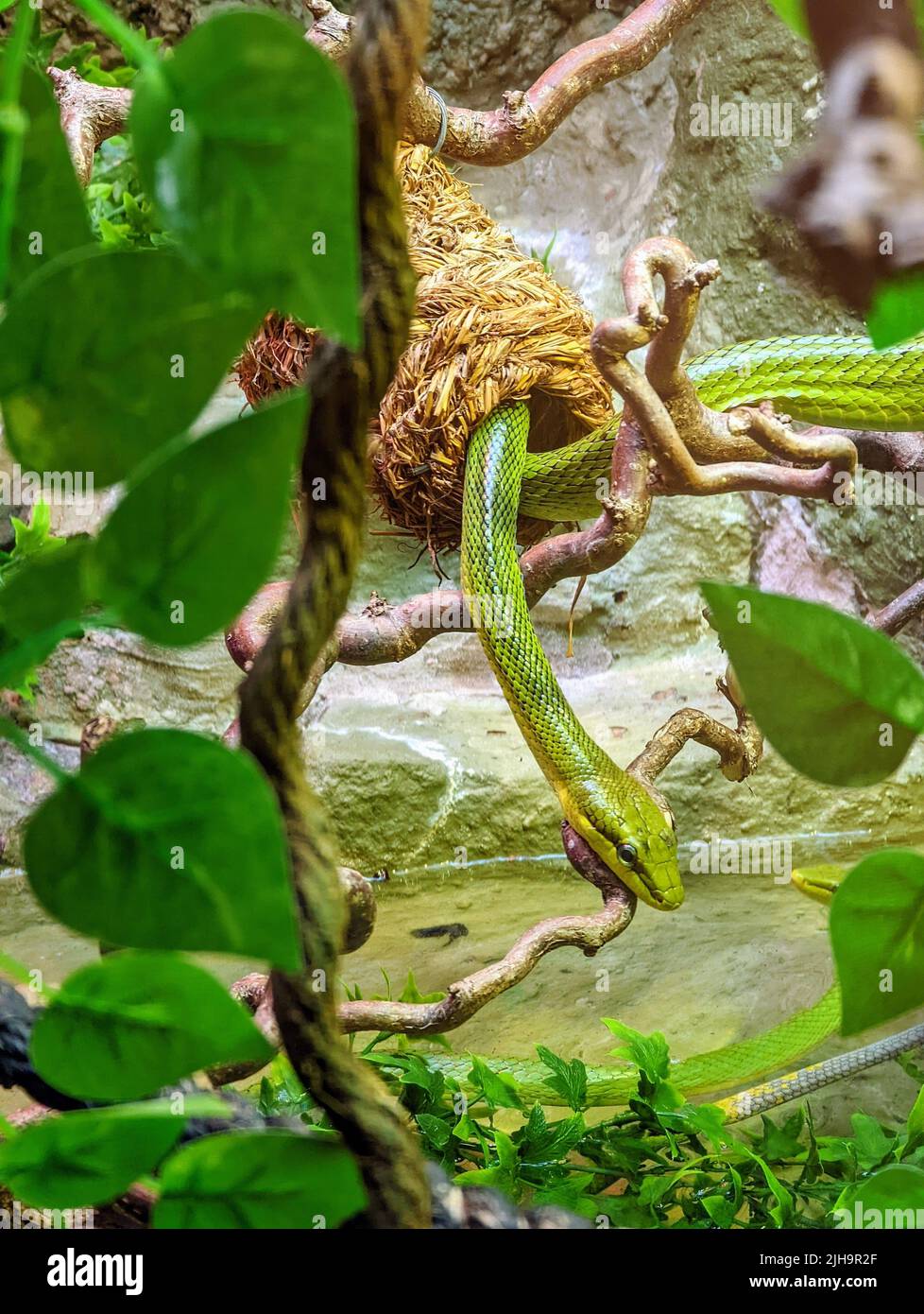 A vertical closeup shot of a paradise tree snake (Chrysopelea paradisi ...