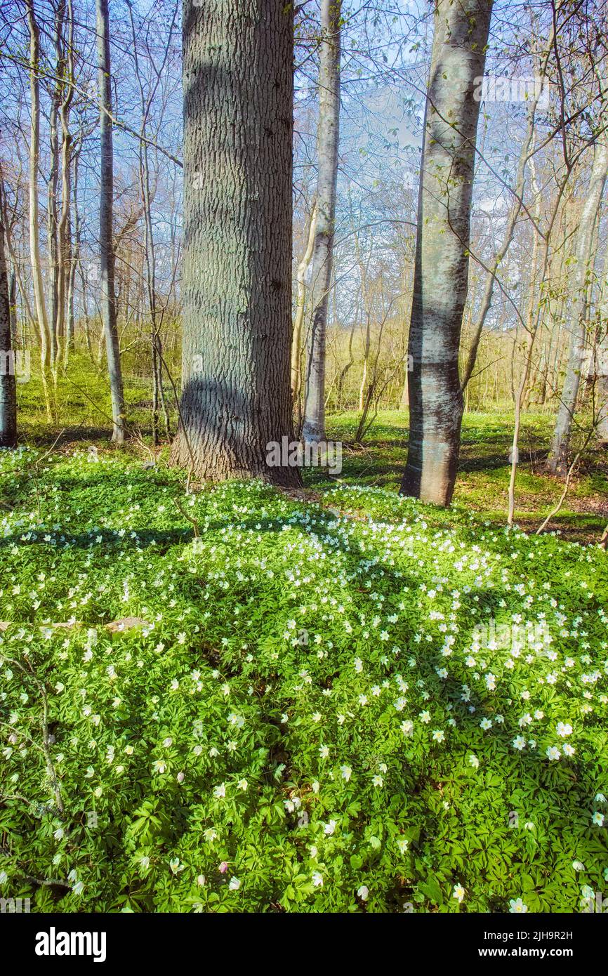 Windflowers or flower carpet in a wild forest during spring. Beautiful landscape of many wood anemone plants growing in a meadow. Pretty white Stock Photo