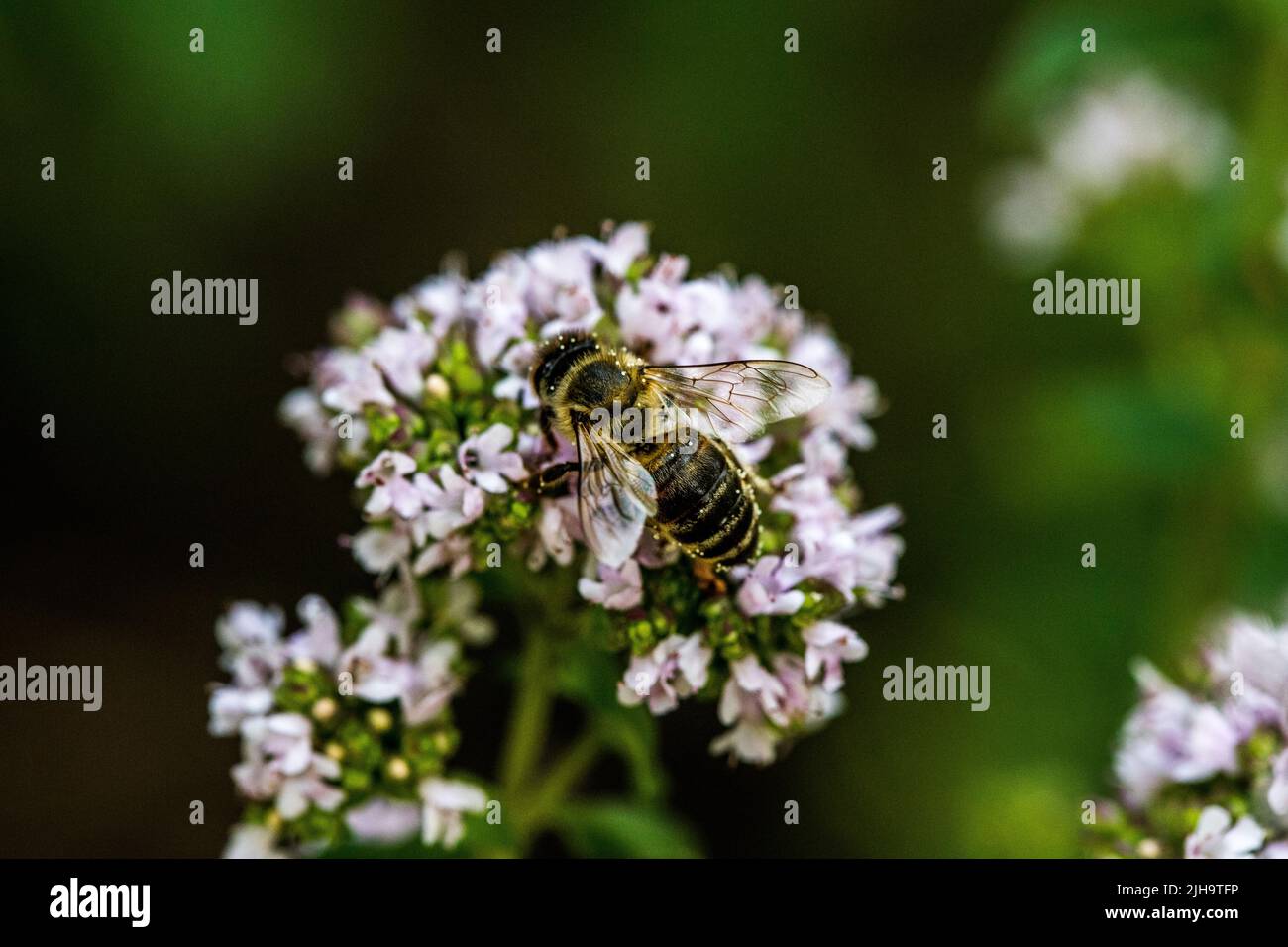 A bee collects pollen from a flower. A bee sits on a flower on a blurred background Stock Photo