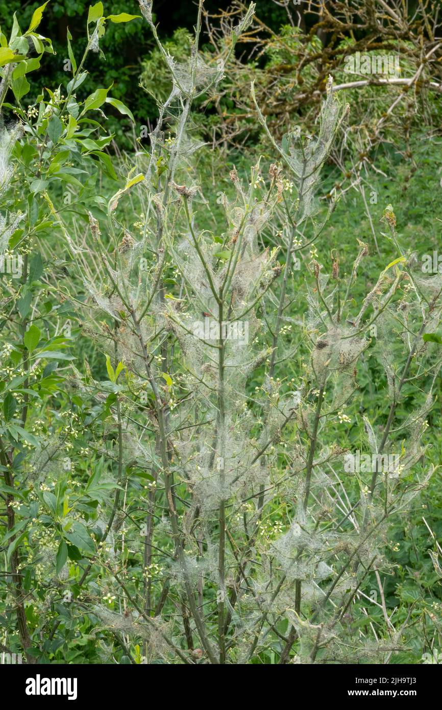 a summer thistle covered in spider web from a Bowl and doily spider Stock Photo