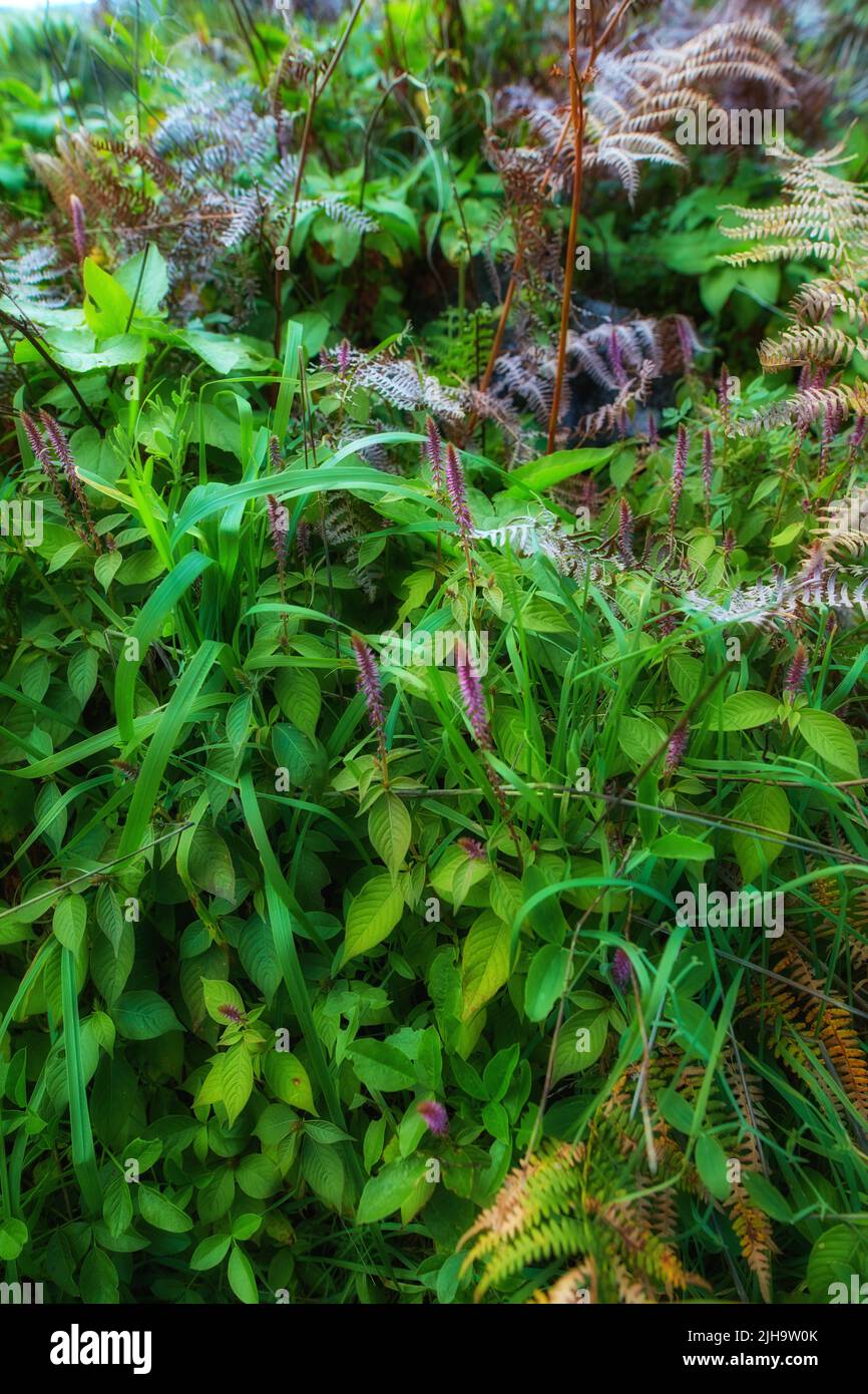 Fern and tropical plants in the garden on a sunny day. Various green shrubs in the jungle with foliage and mixed plant species. Beautiful small Stock Photo