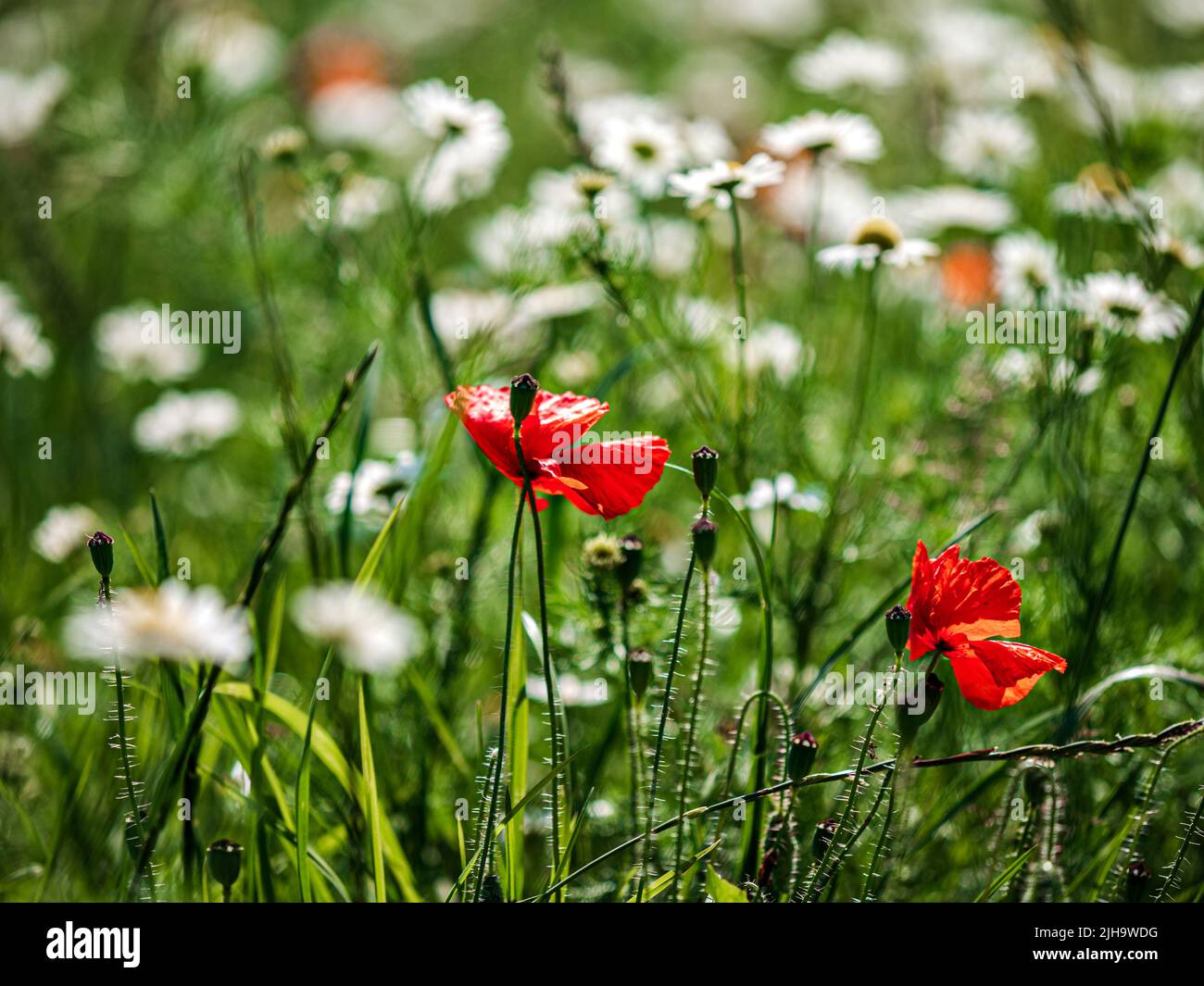 Green fields of france poppies hi-res stock photography and images - Alamy