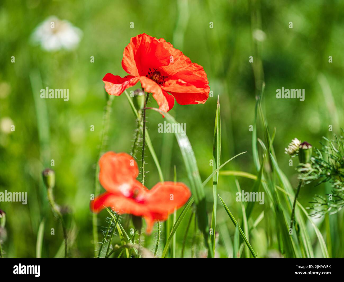 Green fields of france poppies hi-res stock photography and images - Alamy