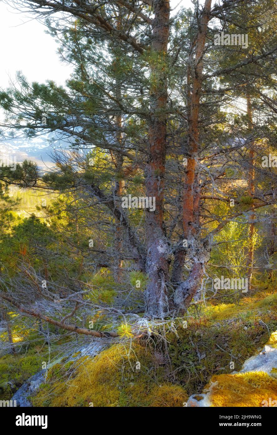 Lush rocky wilderness with wild trees and shrubs in Bodo, Nordland, Noway. Scenic natural landscape with wooden texture of old bark in a remote and Stock Photo