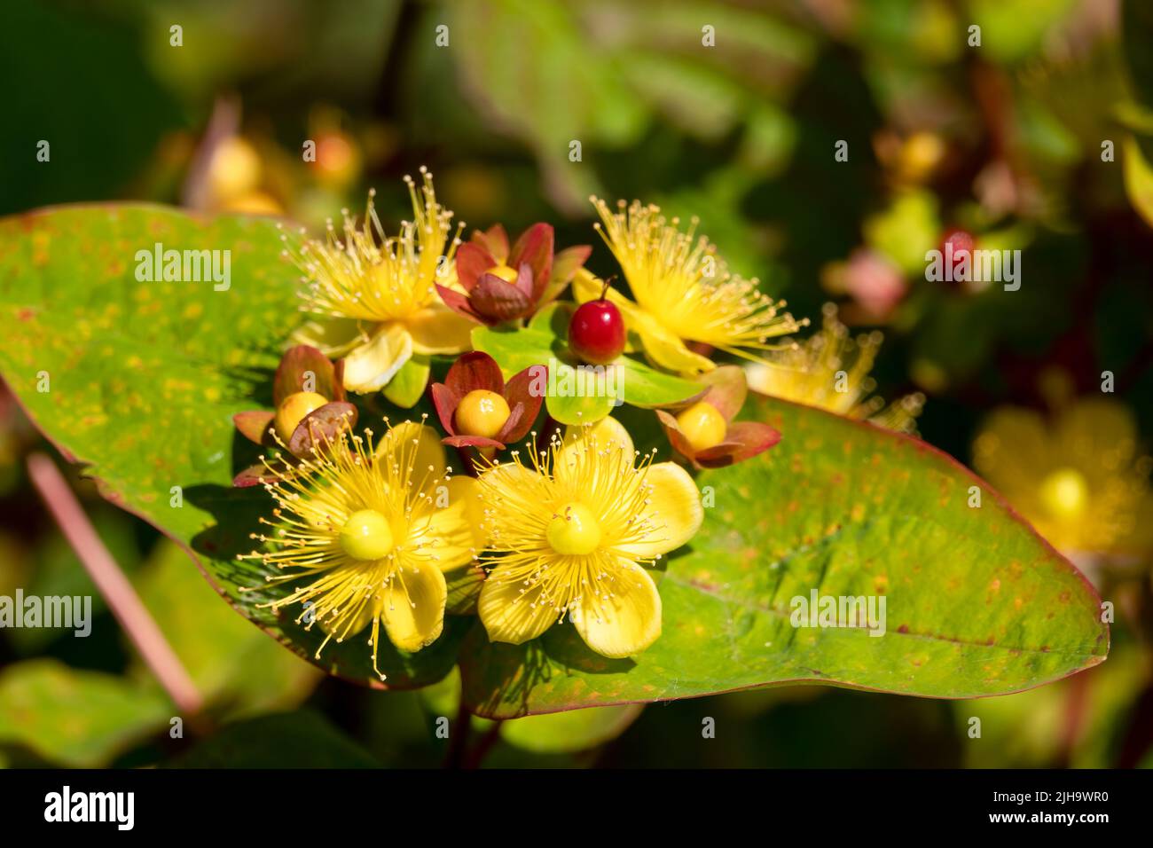 detailed close up of Hypericum x inodorum 'Excellent Flair' Stock Photo