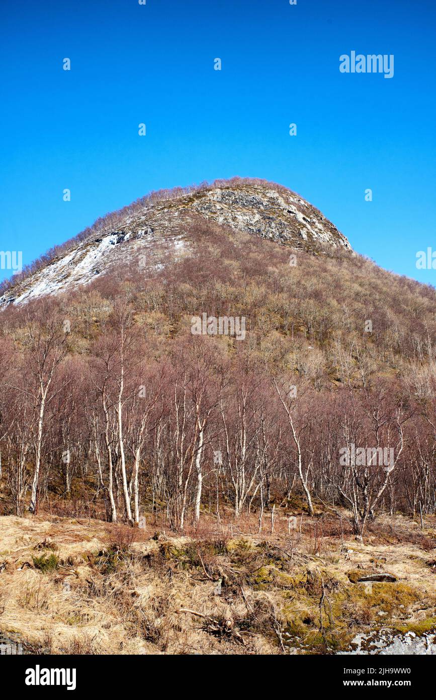 A forest mountain with melting snow on a blue sky copy space. Rocky outcrops with snowy hilltops, dry trees and wild bushes in early spring. Nature Stock Photo