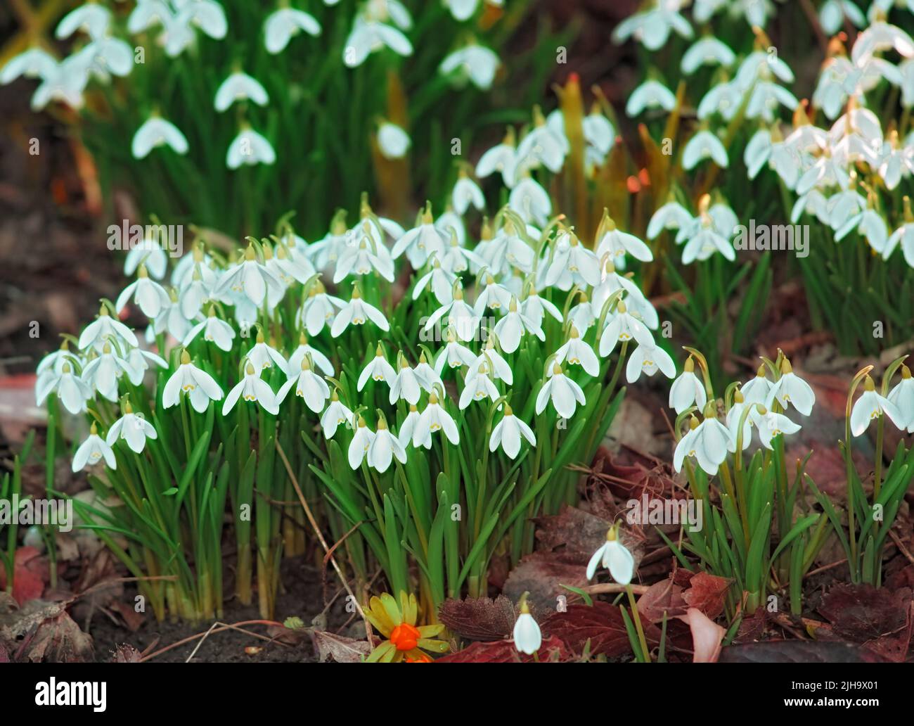 Beautiful bright white Galanthus Nivalis flower grown in a garden with healthy soil or land. Vibrant plants outdoors in a backyard or in nature on a Stock Photo