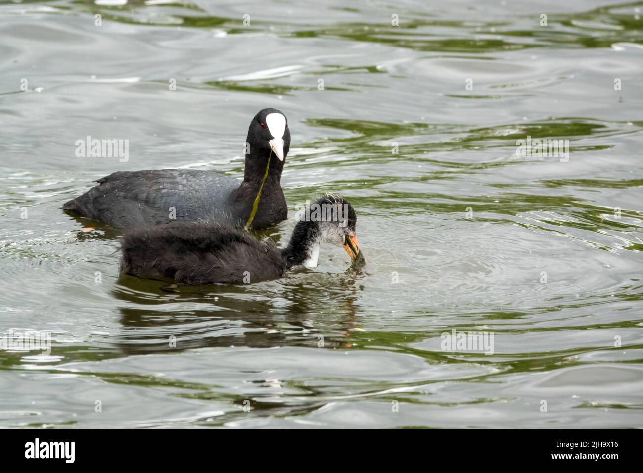 close up of a Common / Eurasian Coot (Fulica atra) with Chick Stock Photo