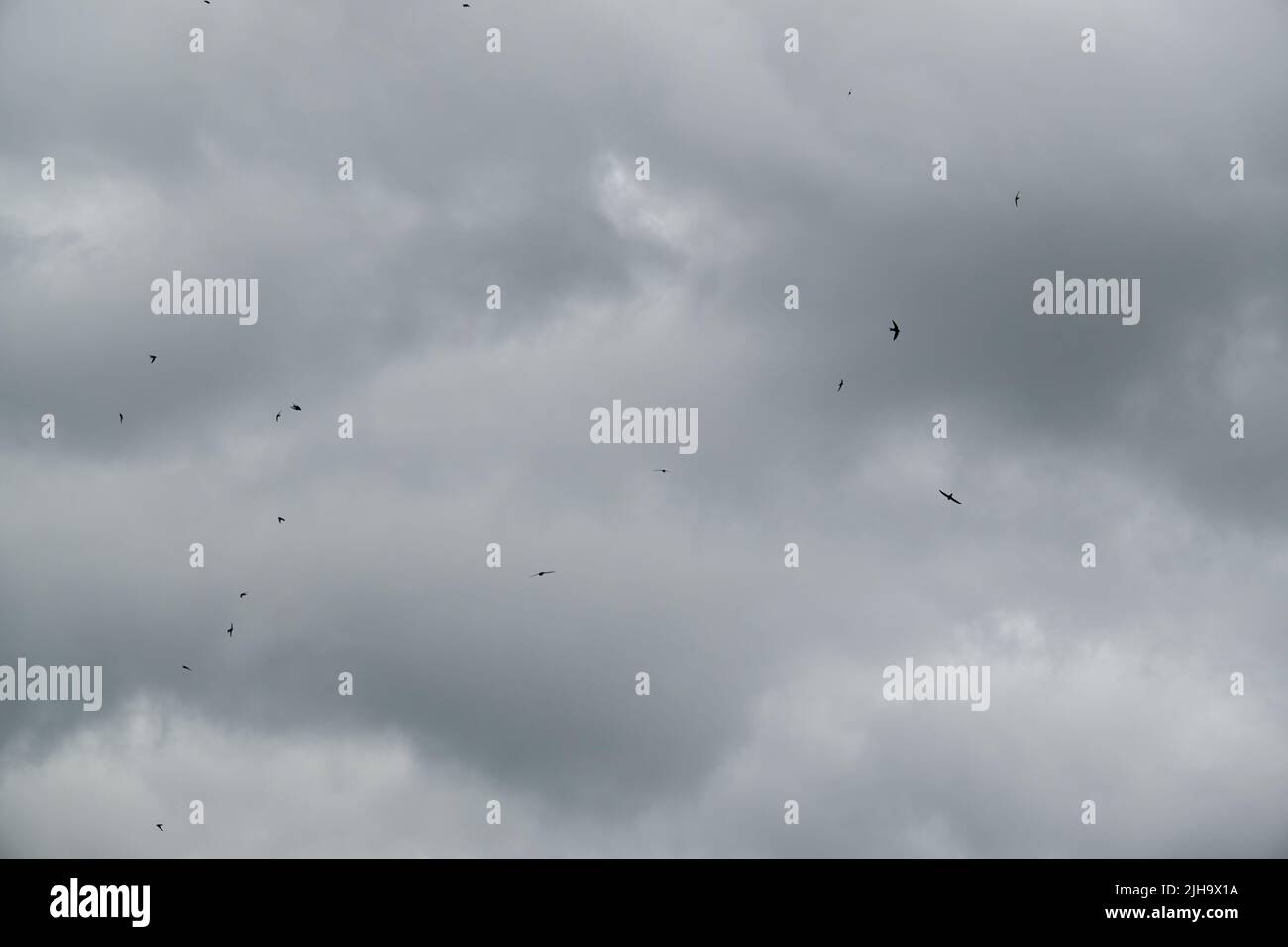 grey cloud sky with several swallows (Hirundinidae) hunting food Stock Photo