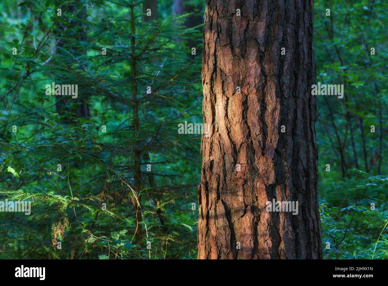 Closeup of a tree stump growing in lush green forest, pine trees ...