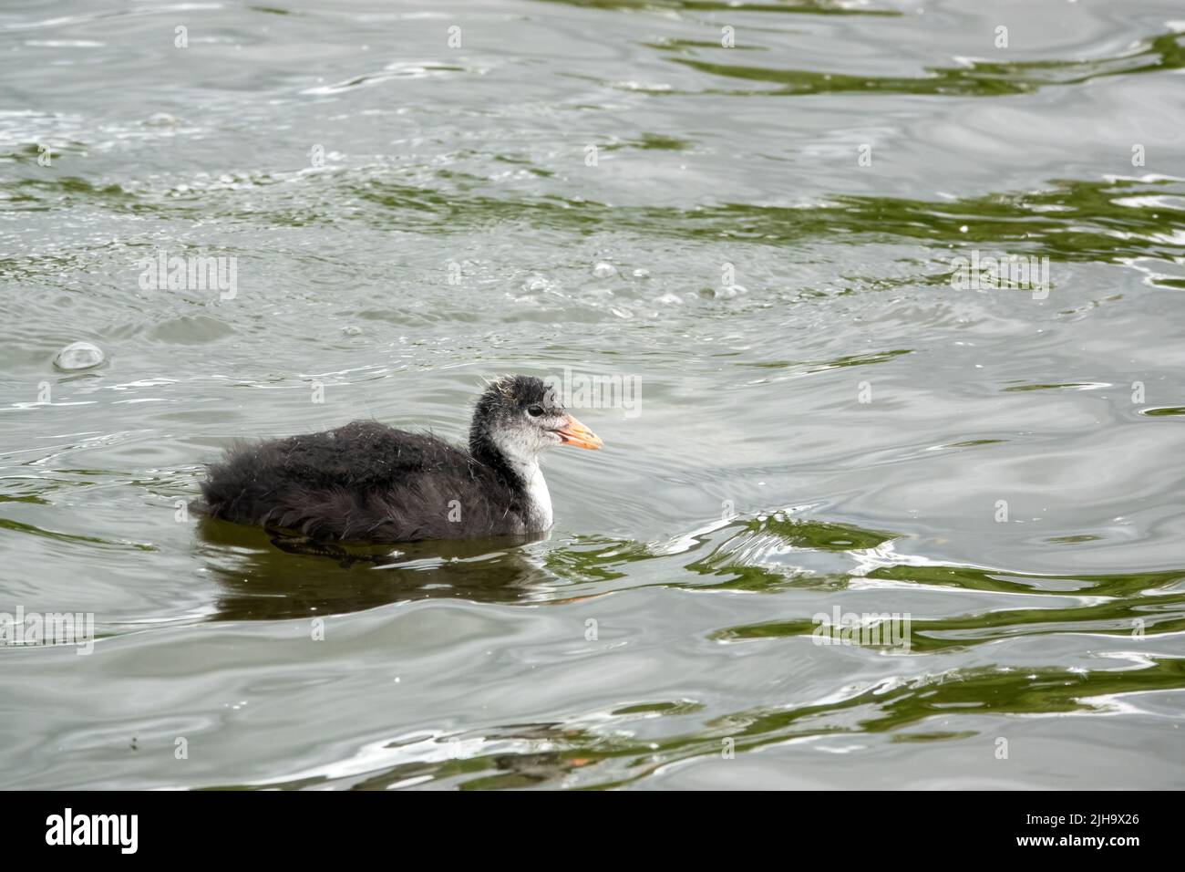 close up of a Common / Eurasian Coot chick (Fulica atra) on water Stock Photo