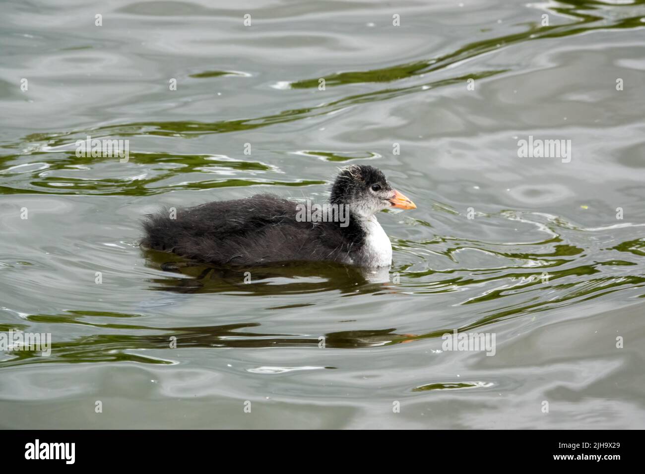 close up of a Common / Eurasian Coot chick (Fulica atra) on water Stock Photo