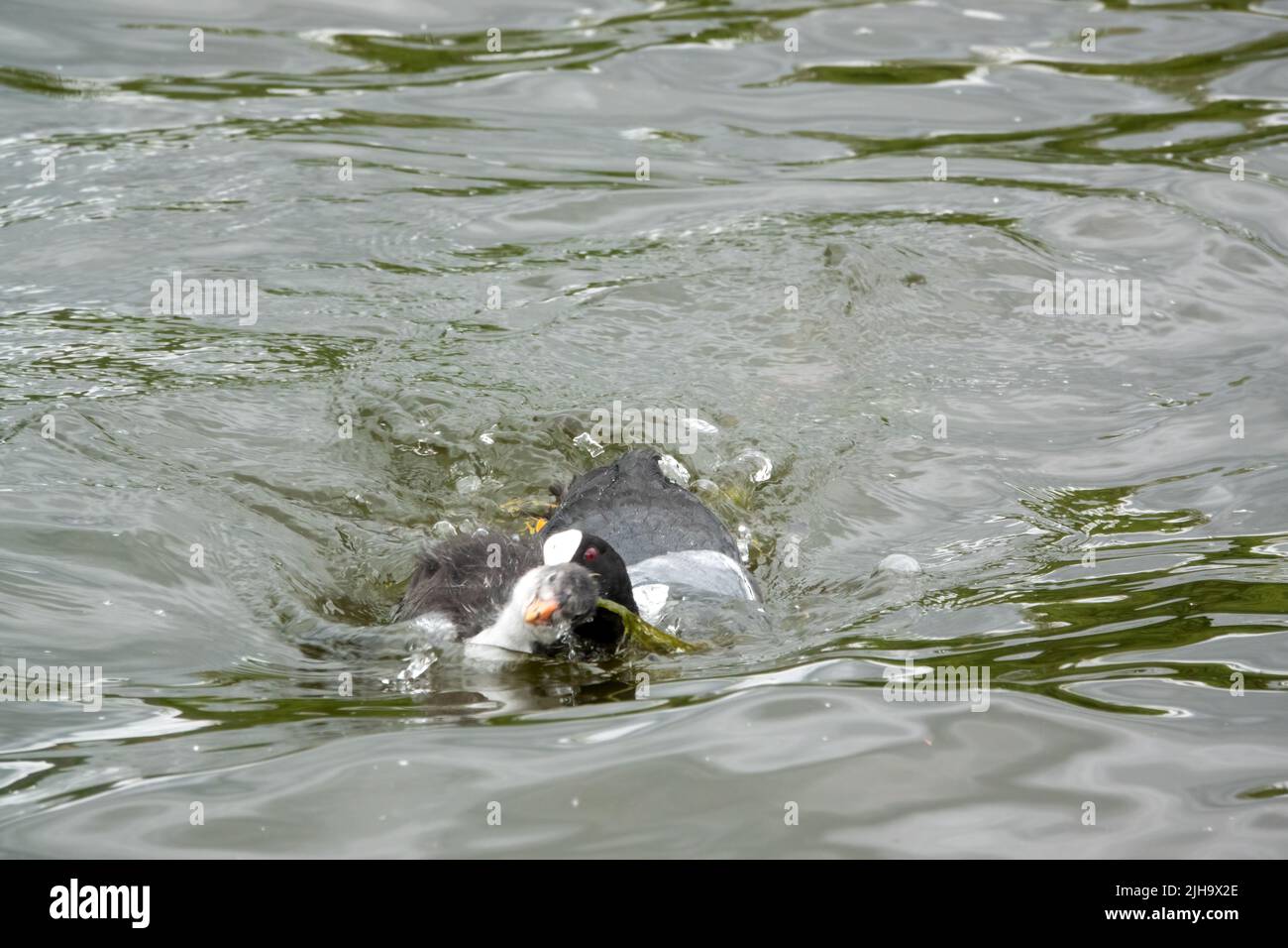 close up of a Common / Eurasian Coot (Fulica atra) with Chick Stock Photo