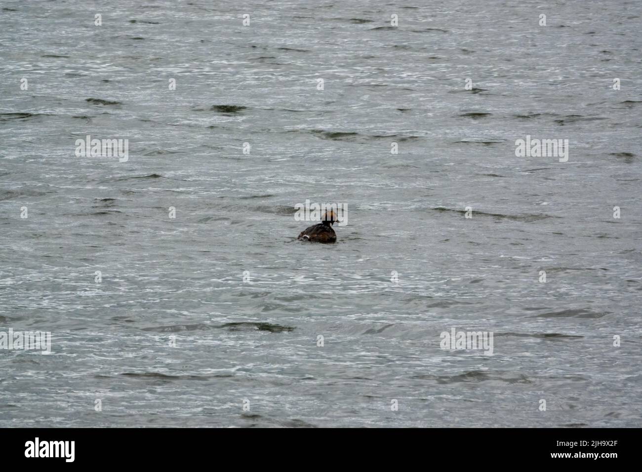 a Great Crested Grebe (Podiceps cristatus) preening between fishing dives Stock Photo