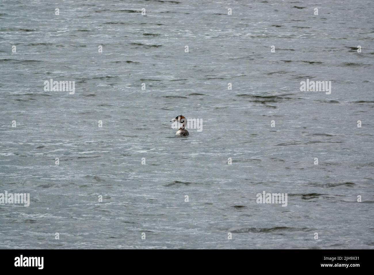 a Great Crested Grebe (Podiceps cristatus) preening between fishing dives Stock Photo