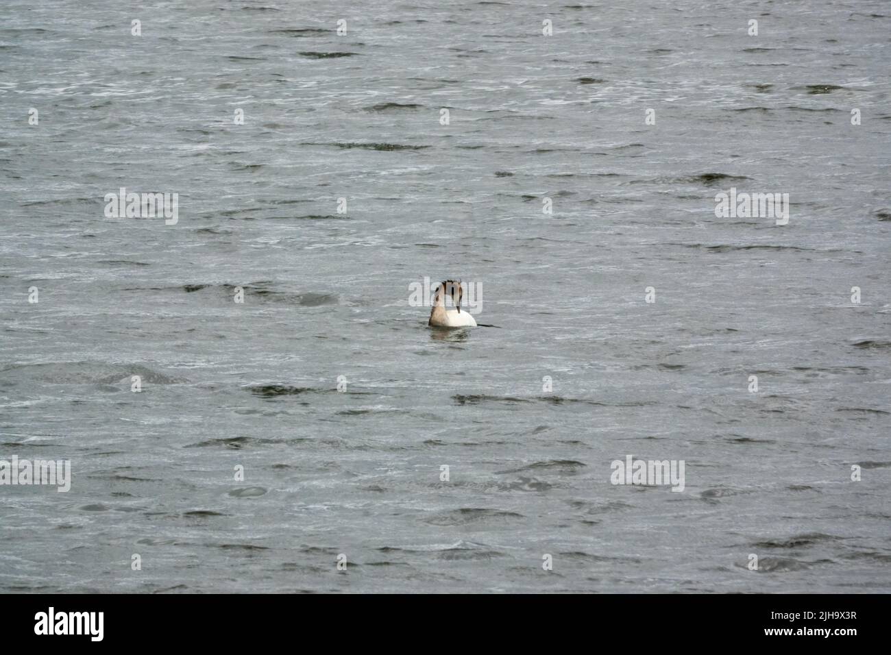 a Great Crested Grebe (Podiceps cristatus) preening between fishing dives Stock Photo