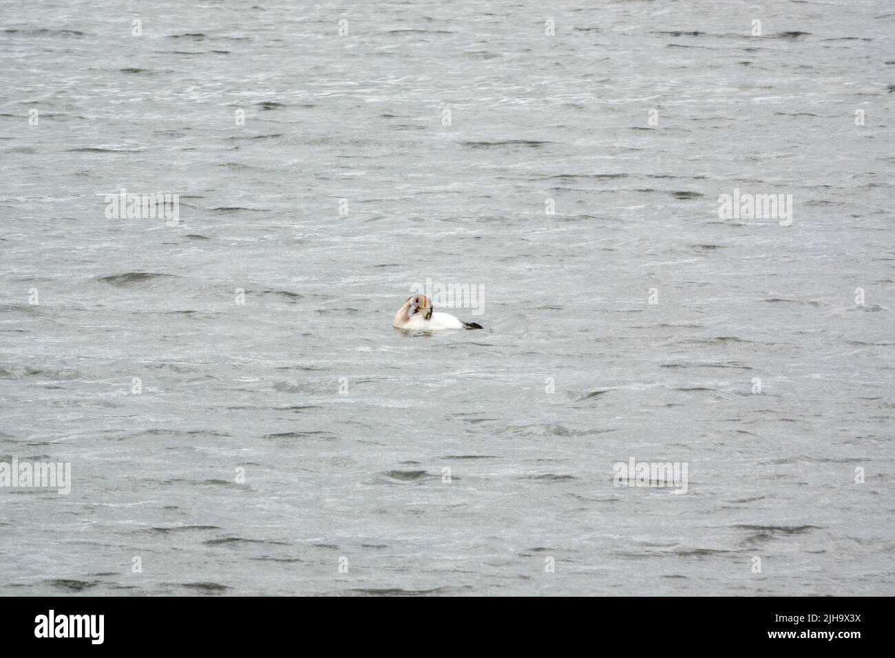 a Great Crested Grebe (Podiceps cristatus) preening between fishing dives Stock Photo